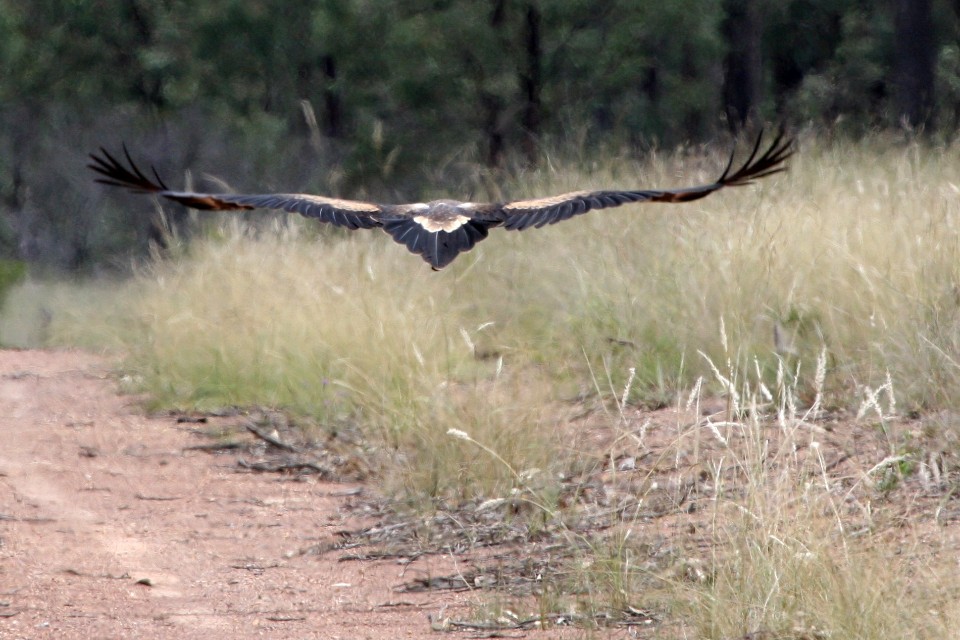 Wedge-tailed Eagle (Aquila audax)